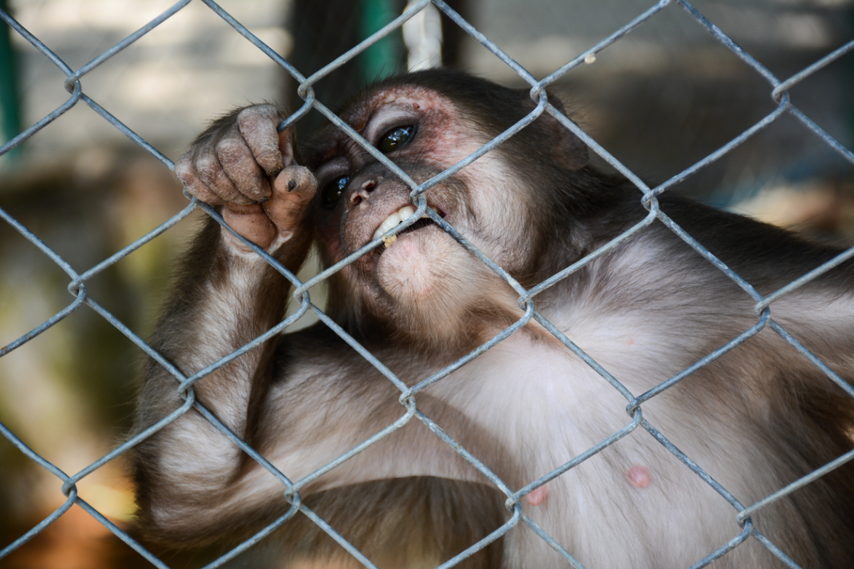Lav: &laquo;Ripristinare i divieti di test sugli animali&raquo;