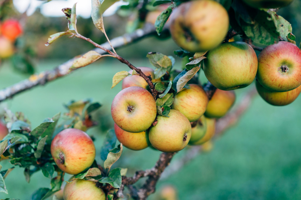 Trapianto e potatura degli alberi da frutto