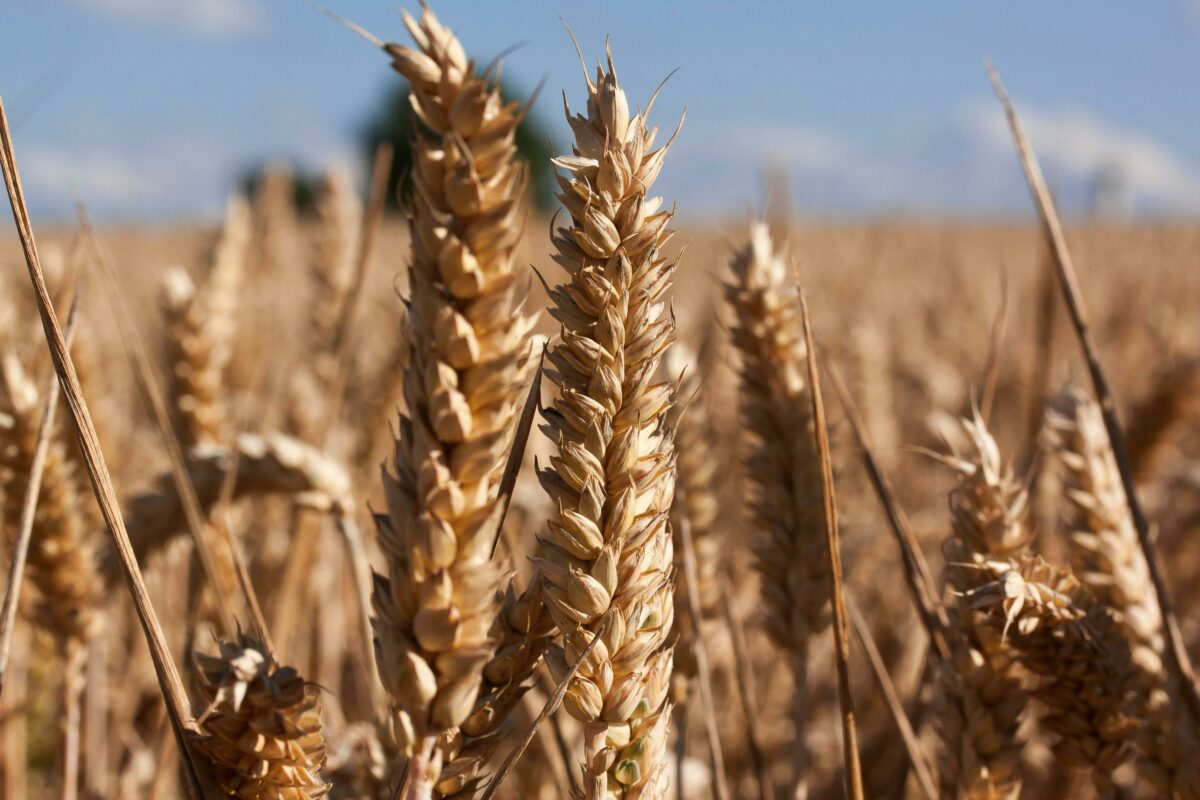 Agroecologia: alleanze per suolo e salute