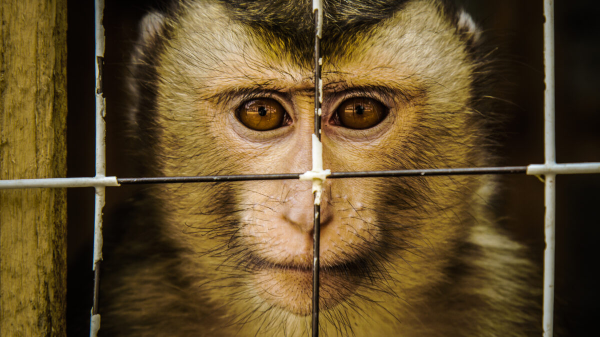 Lav: &laquo;9 milioni di animali ancora usati per esperimenti&raquo;