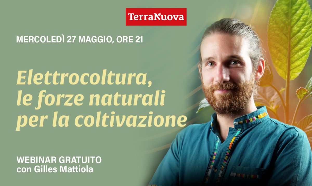 Elettrocoltura: rivedi qui il webinar