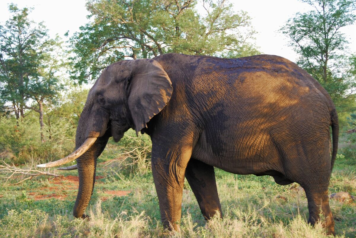 WWF: &laquo;Elefante africano, in un secolo perso il 90% degli esemplari&raquo;
