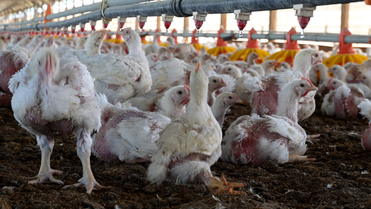 Animal Equity: &laquo;Allevamenti di polli, inchiesta mostra condizioni inaccettabili&raquo;